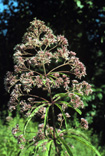 hollow joe-pye weed